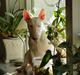 Bullterrier Breslaus Buttercup Rose aka Smilla