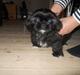 Shih tzu Valde