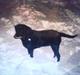Labrador retriever Nille (Fie)