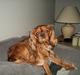 Cavalier king charles spaniel bassemand (himmelhund)