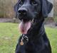 Labrador retriever / springer spaniel  Plet *den manglende del af mig