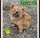 Cairn terrier Terri