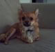 Chihuahua Charlie