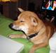 Shiba Fuji