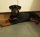 Rottweiler Soya (Amira)