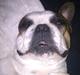 Fransk bulldog Benjamin