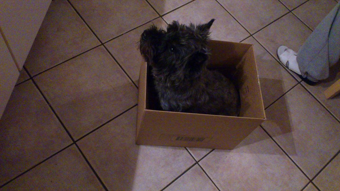 Cairn terrier Whiskey billede 21