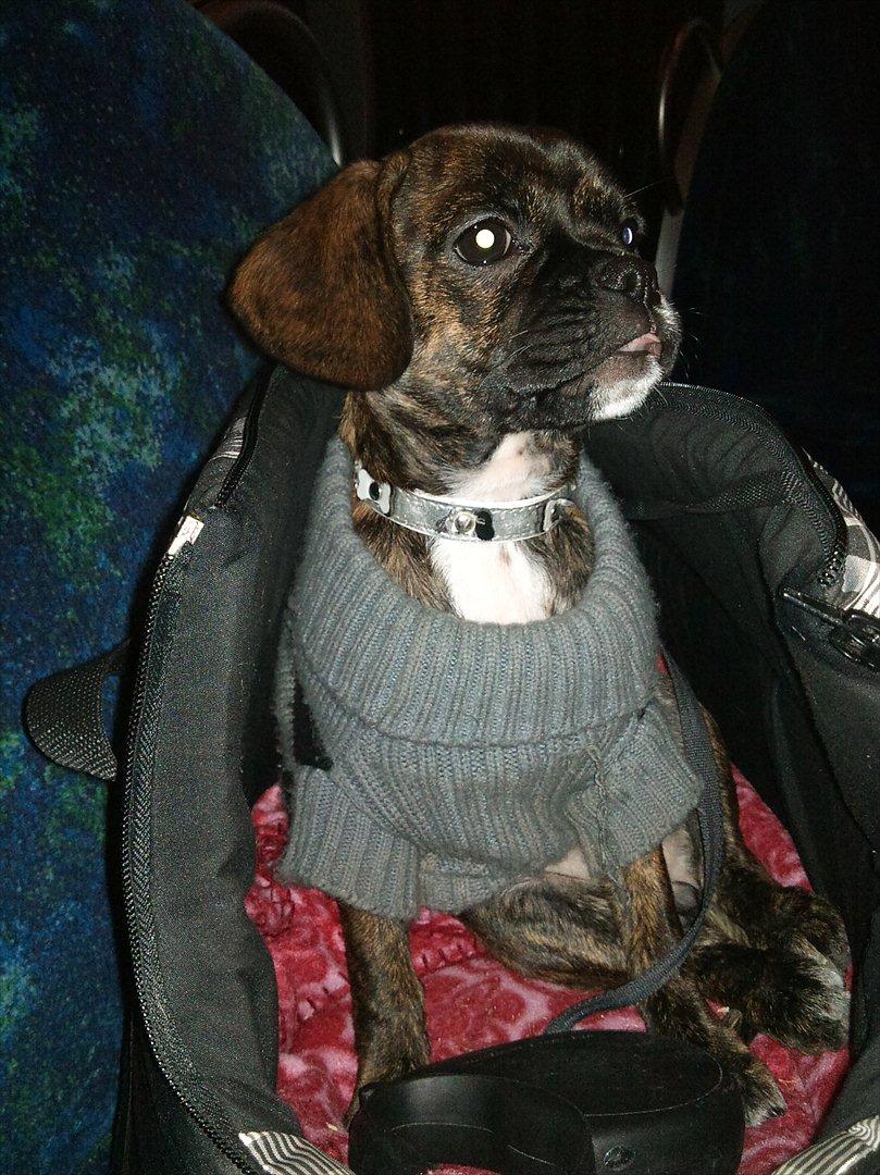 Blanding af racer fransk cavalier stella - Stella ser i toget på vej hjem til mormor :) billede 4