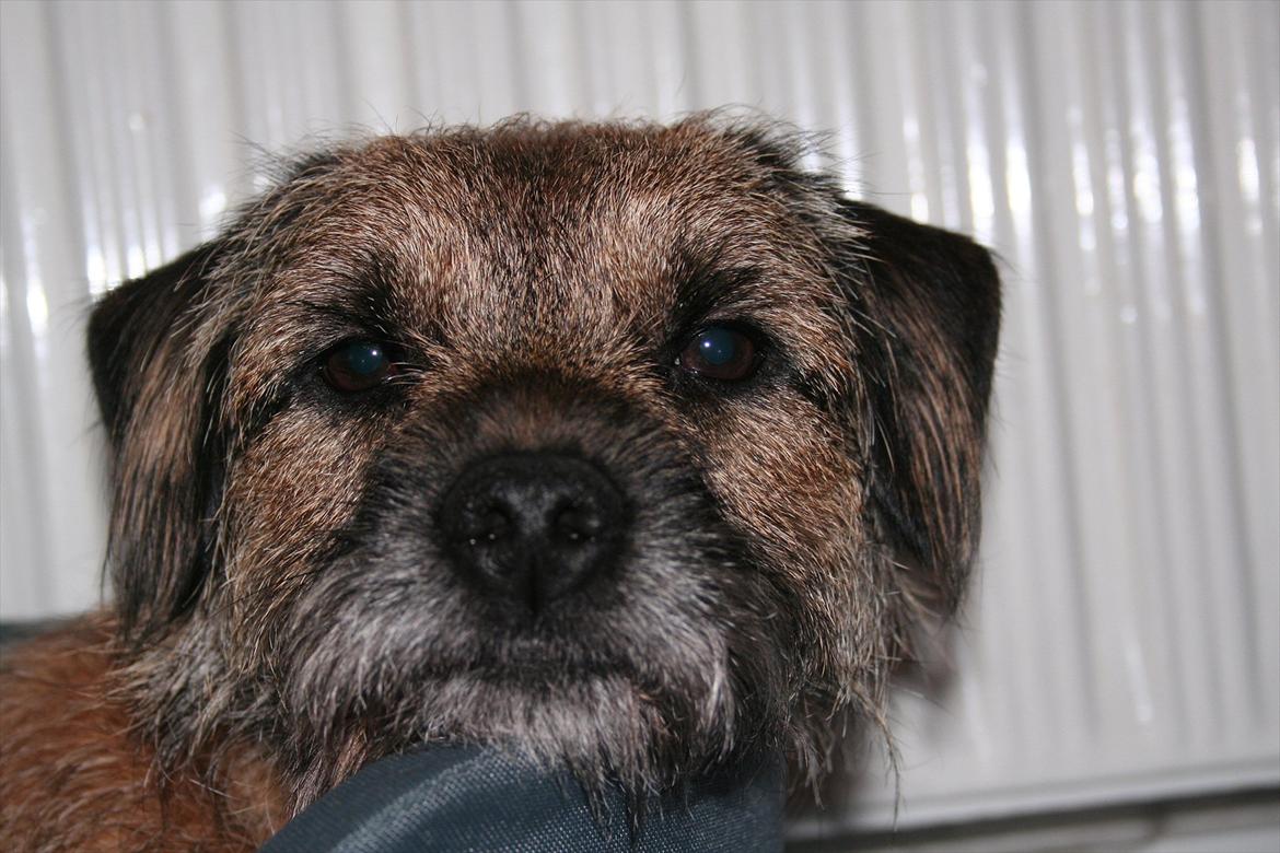 Border terrier Prins Felix billede 1