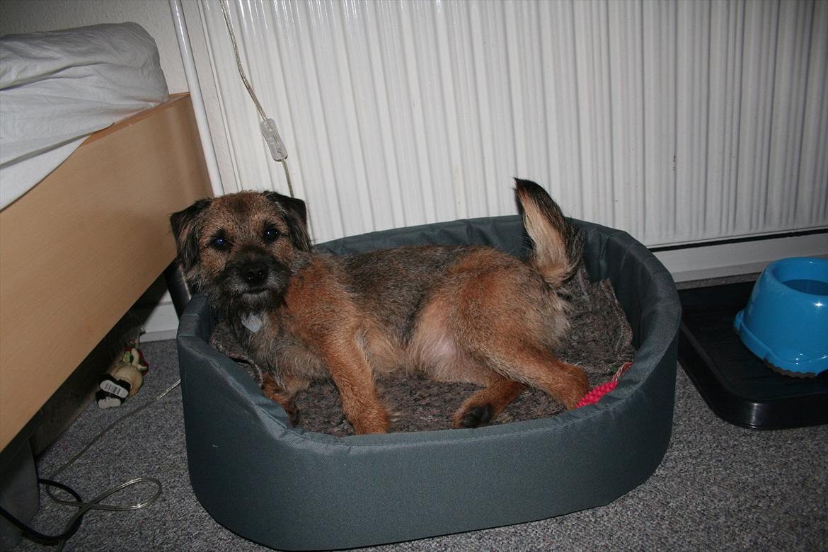Border terrier Prins Felix billede 2