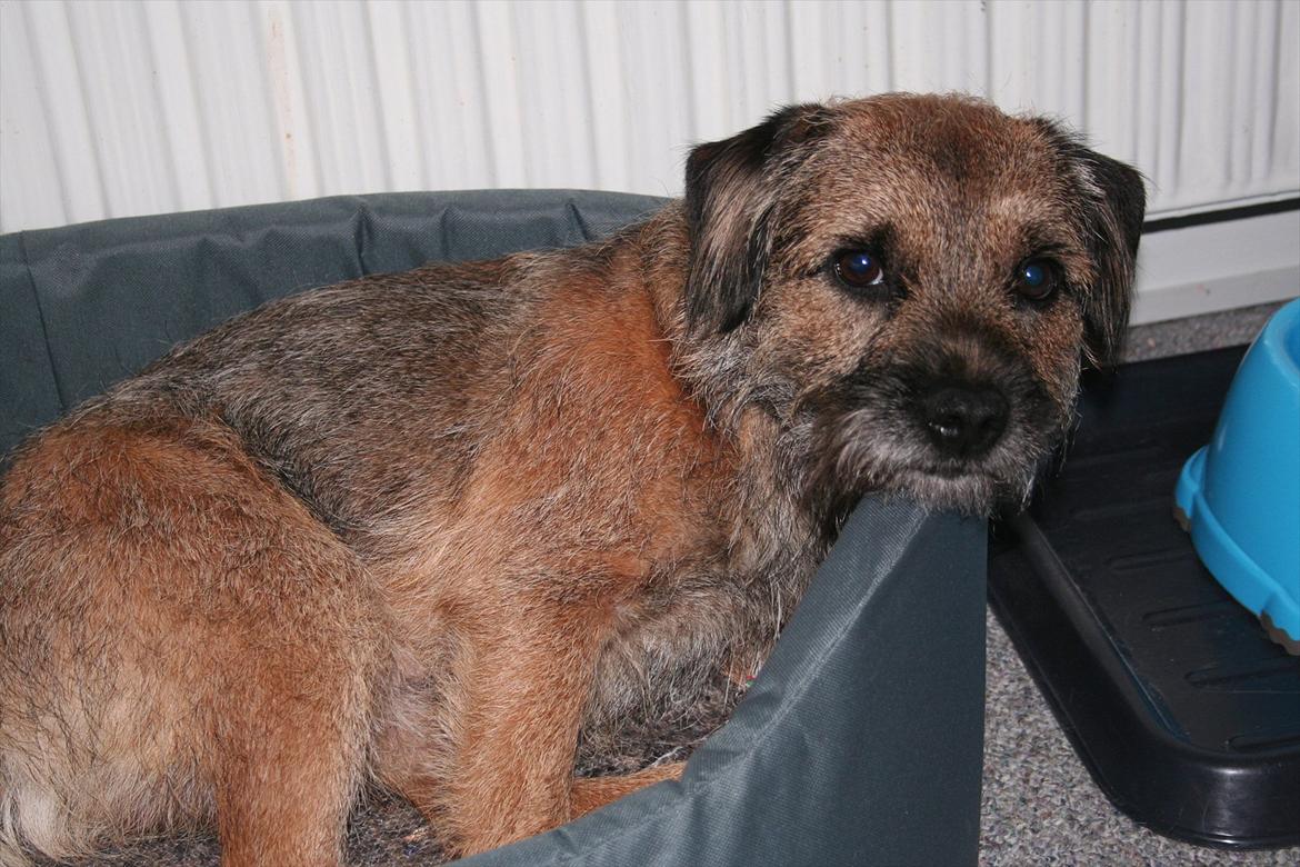 Border terrier Prins Felix billede 3