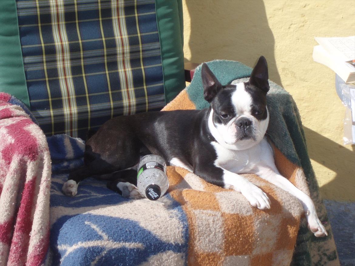Boston terrier R.I.P Tonfoss Quatro. I daglig tale Pløf. - Man er da konge over havestolen billede 1
