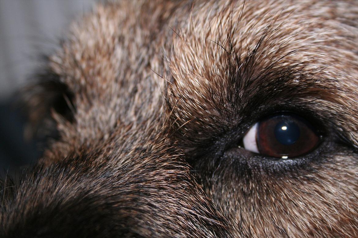 Border terrier Prins Felix - Det er sikkert bare mig der elsker hans øjne..
men elsker alle hunde ejere ikke deres hundes øjne? ;) billede 4