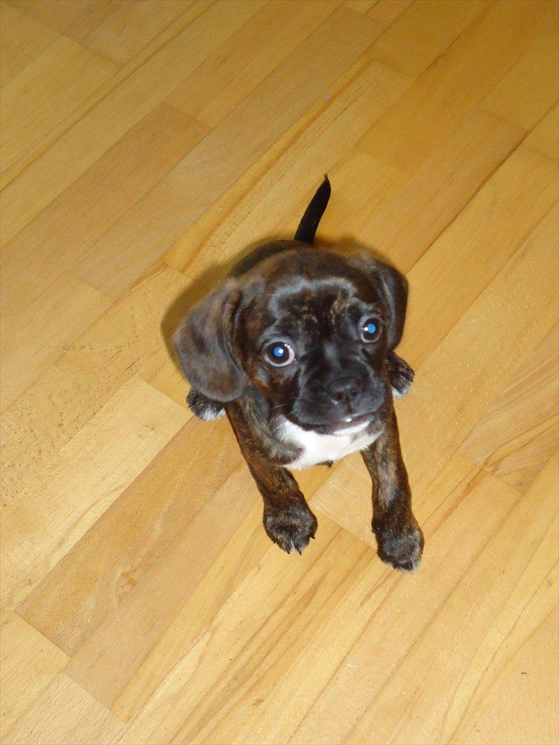 Blanding af racer fransk cavalier stella billede 7