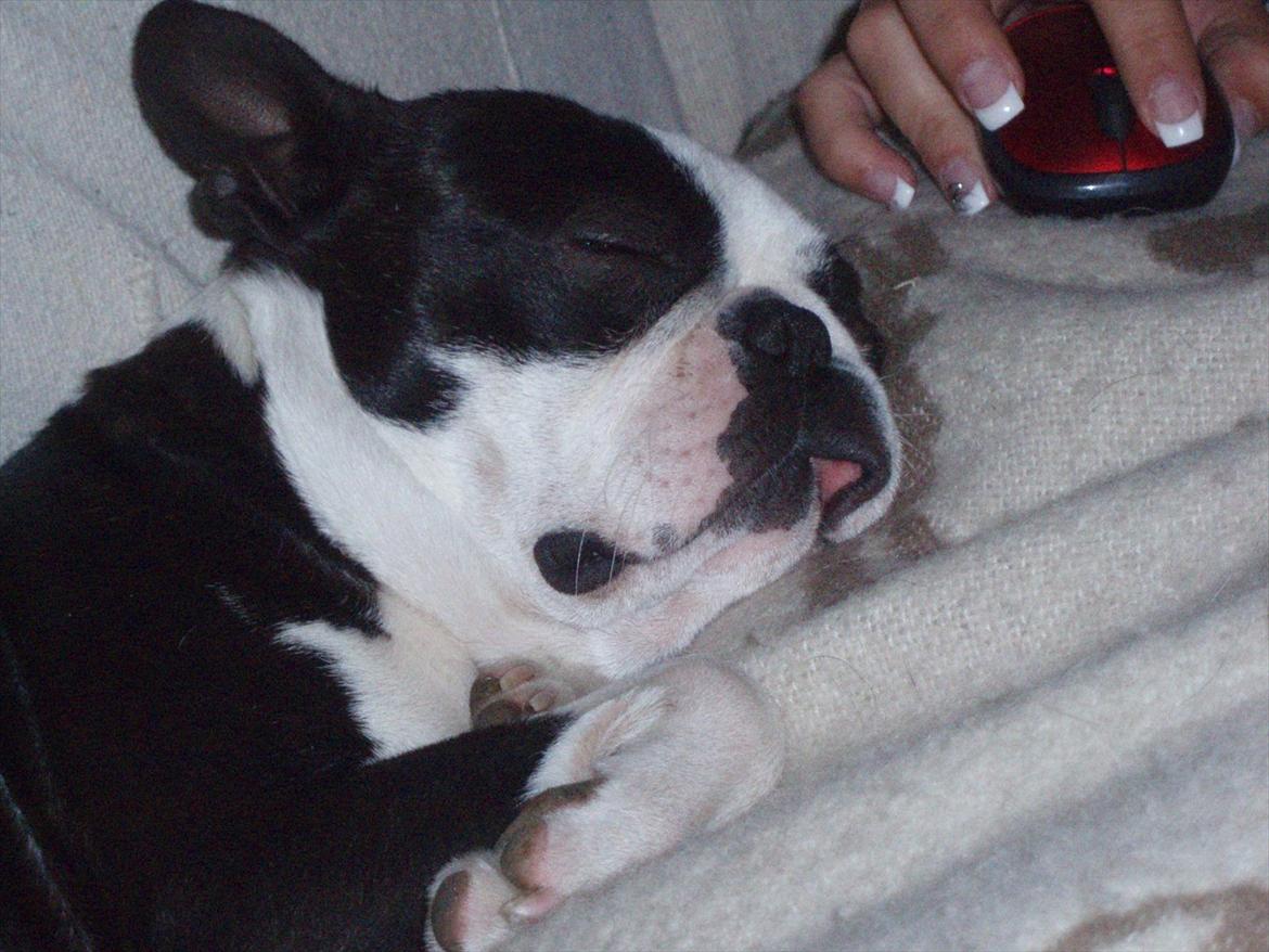 Boston terrier R.I.P Tonfoss Quatro. I daglig tale Pløf. - Puha det kan være hårdt at hjælpe med at flytte på pc musen billede 2