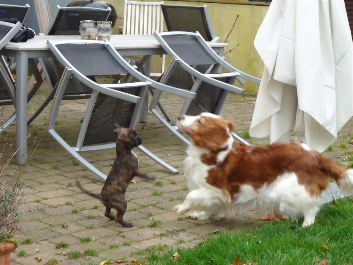 Blanding af racer fransk cavalier stella - stella der leger med sin gode ven sally :D billede 10