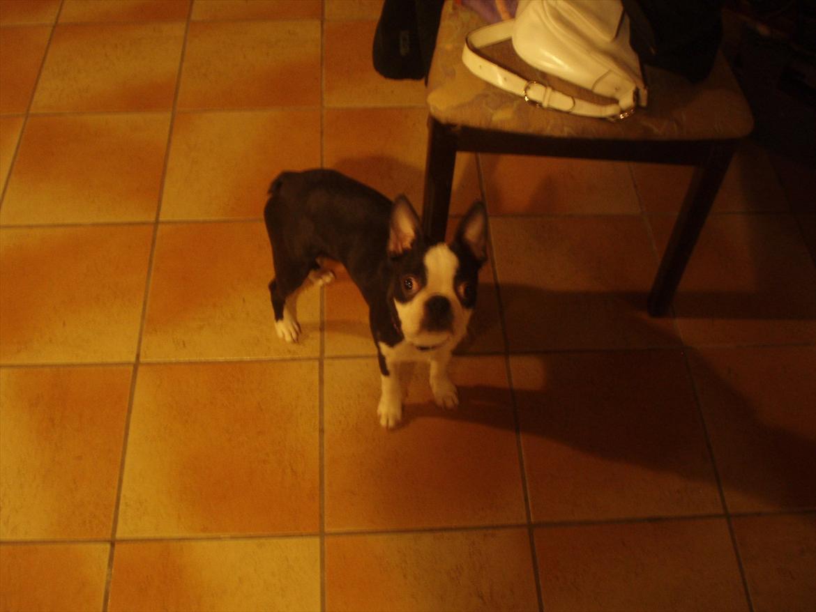 Boston terrier R.I.P Tonfoss Quatro. I daglig tale Pløf. - Hallo det er mig Pløf billede 3