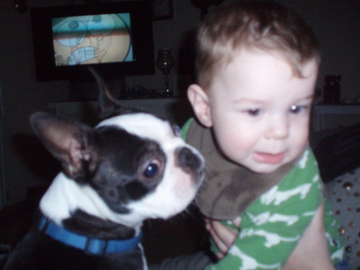 Boston terrier R.I.P Tonfoss Quatro. I daglig tale Pløf. - Hygger med Sigurd billede 4