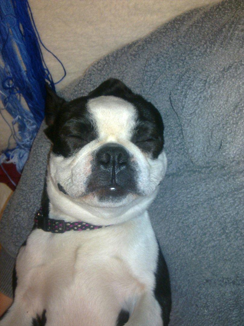 Boston terrier R.I.P Tonfoss Quatro. I daglig tale Pløf. - Yes, det er livet at være sådan en hyggetrold billede 5