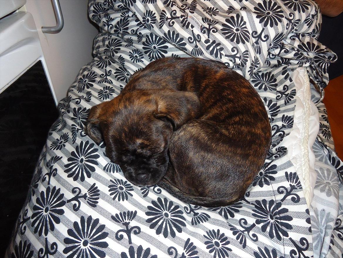 Blanding af racer fransk cavalier stella billede 16