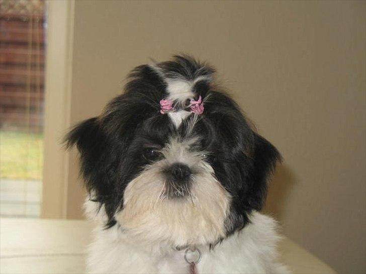 Shih tzu Bella billede 6