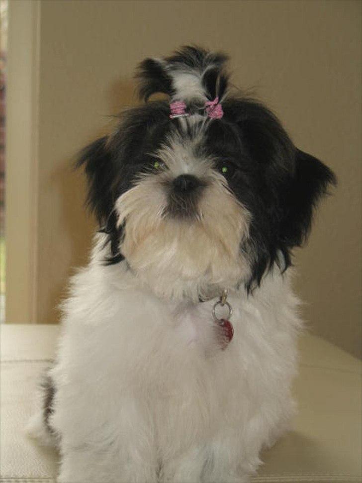 Shih tzu Bella billede 7