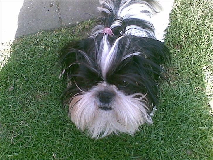 Shih tzu Bella billede 8