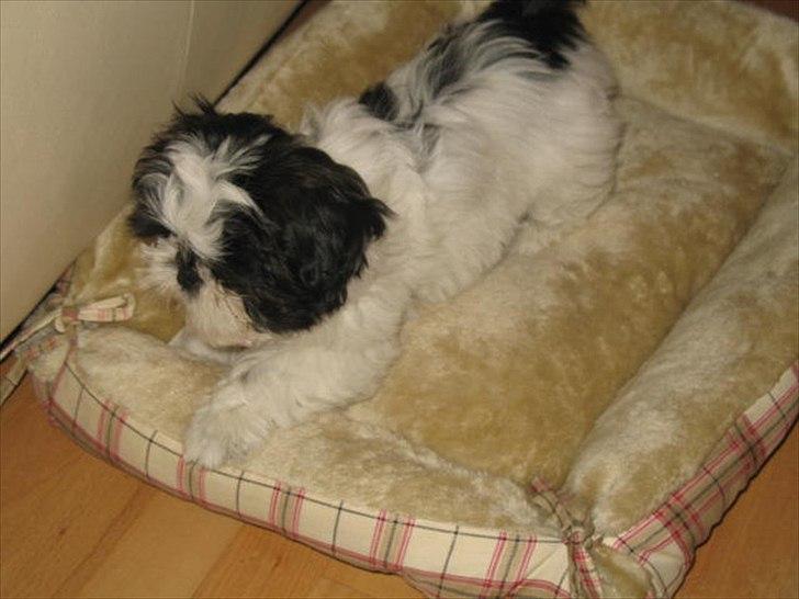 Shih tzu Bella billede 9