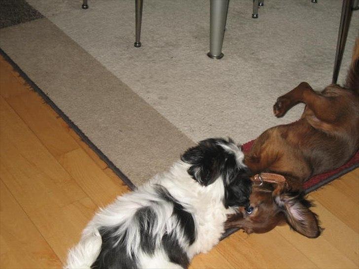 Shih tzu Bella billede 10