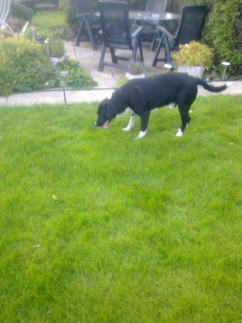 Blanding af racer Basse billede 5