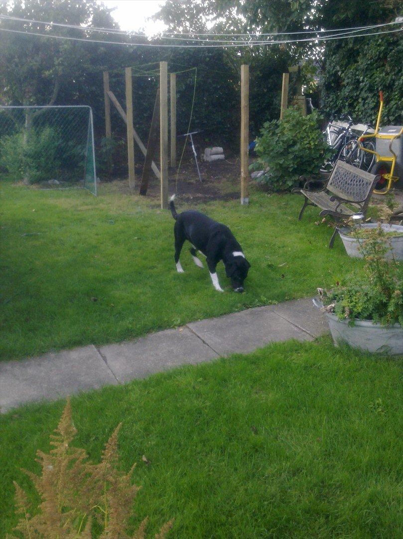 Blanding af racer Basse billede 7