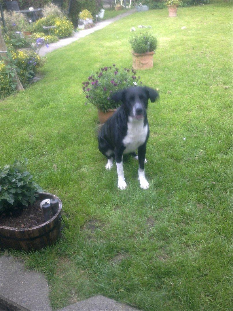 Blanding af racer Basse billede 8