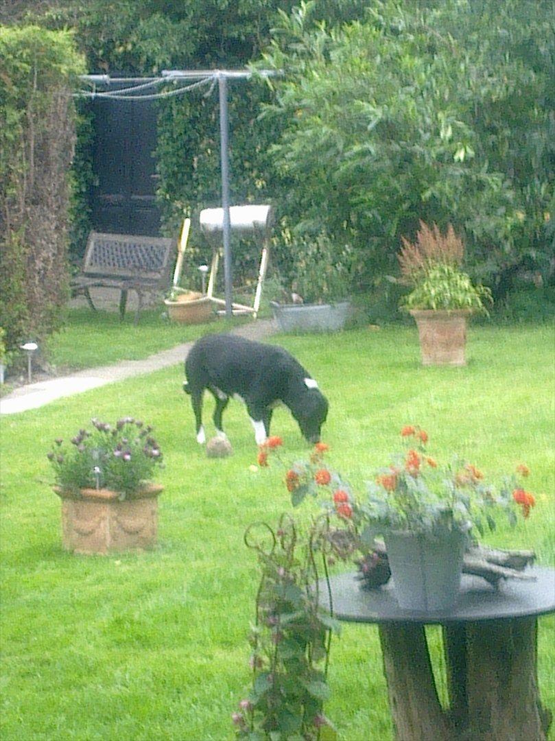 Blanding af racer Basse billede 12