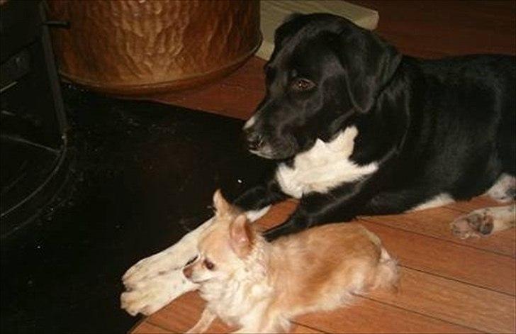 Blanding af racer Basse billede 11