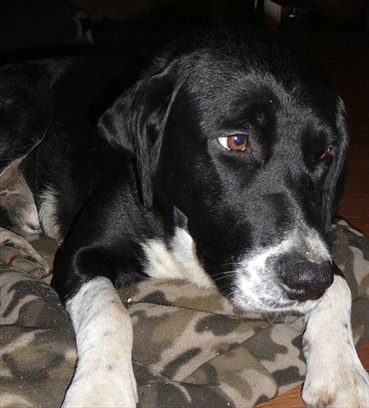 Blanding af racer Basse billede 13