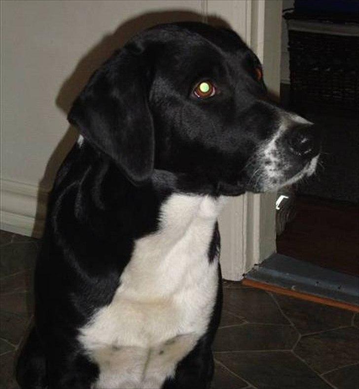 Blanding af racer Basse billede 6