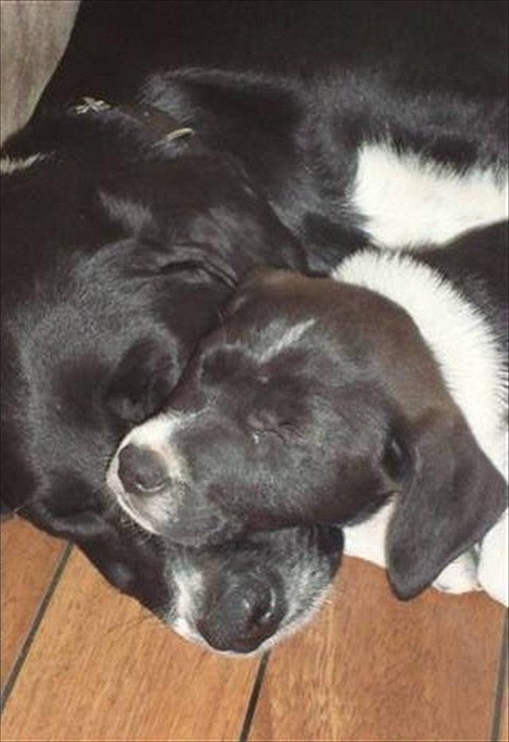 Blanding af racer Basse billede 3