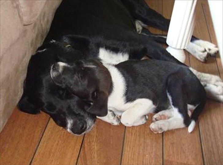 Blanding af racer Basse billede 2