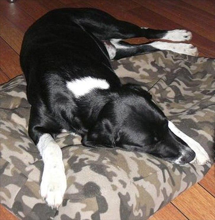 Blanding af racer Basse billede 10