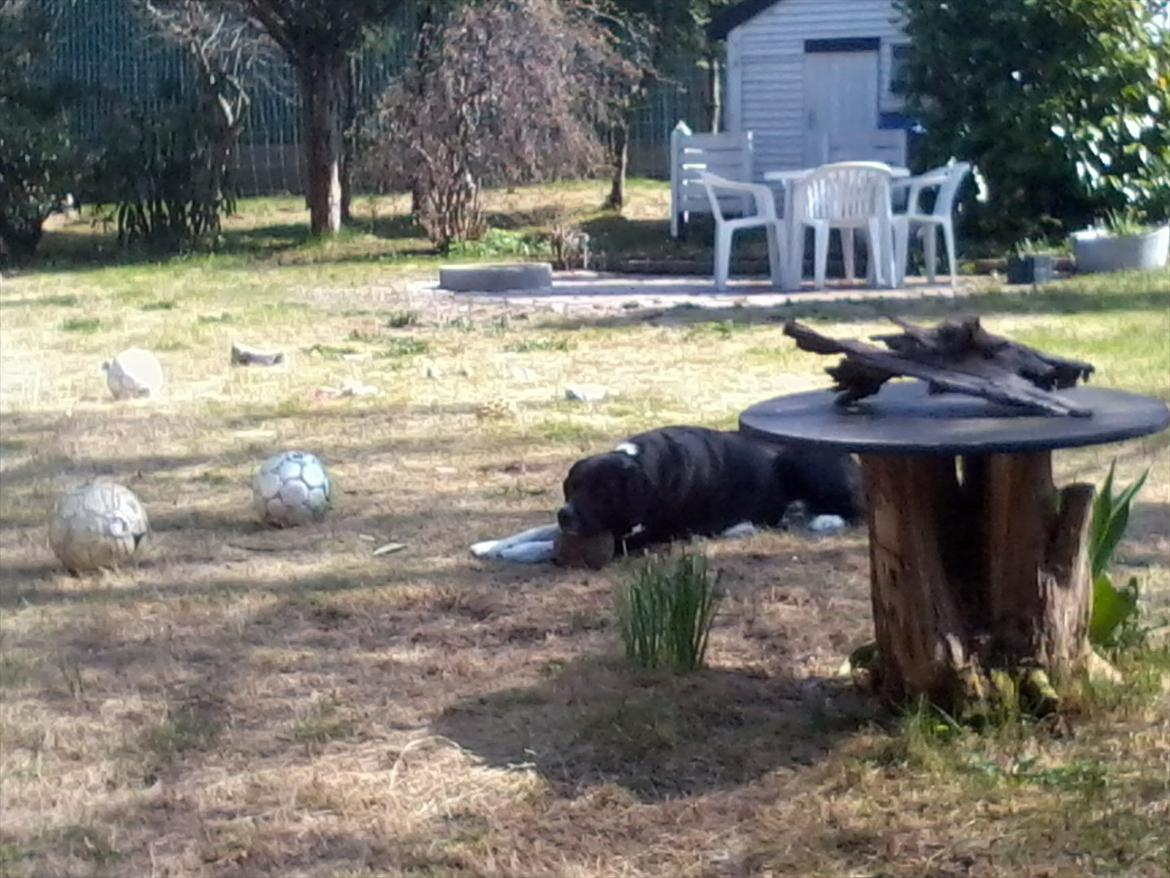 Blanding af racer Basse billede 4