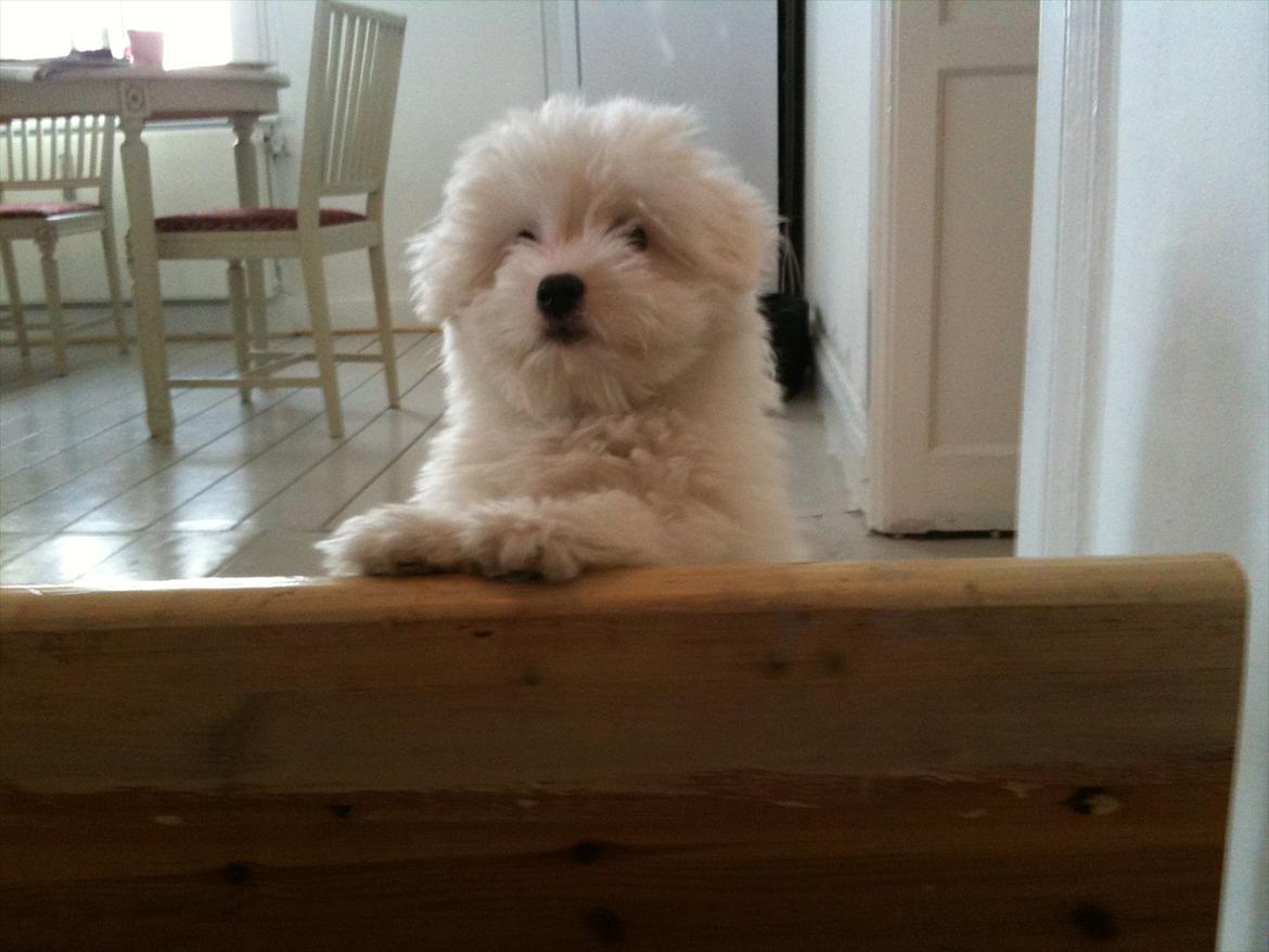 Coton de tulear Mille - Da vi næsten lige havde fået hende :)
 billede 17