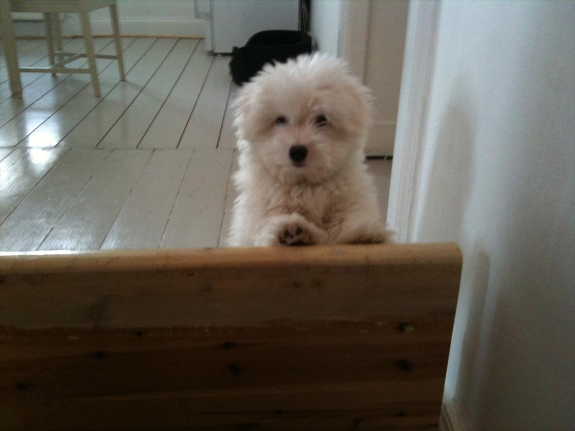 Coton de tulear Mille billede 18