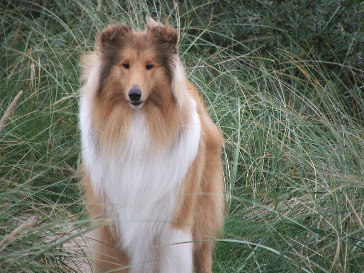Collie langhåret Tvingsfields Kiss Me Now (Aiko) - Hov!  Hvad var det ? billede 13