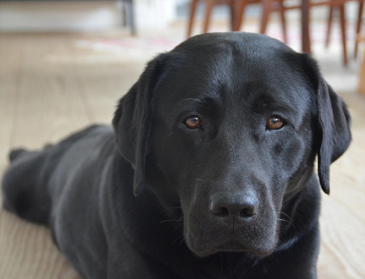 Labrador retriever Balder billede 13