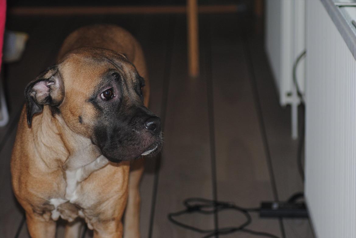 Cane corso Rimmer`s Cane Corso Silva  - Du er lyset i mine øjne i: billede 6