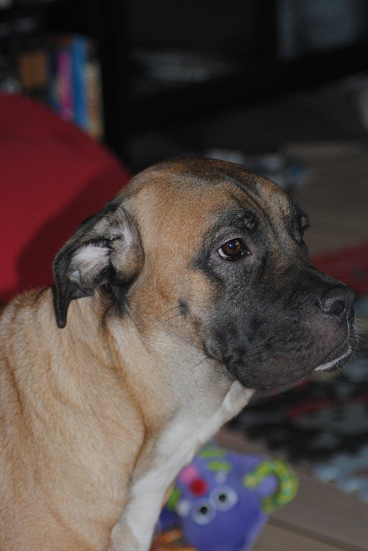 Cane corso Rimmer`s Cane Corso Silva  billede 11