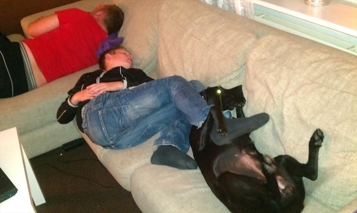 Labrador retriever Nikoline billede 13