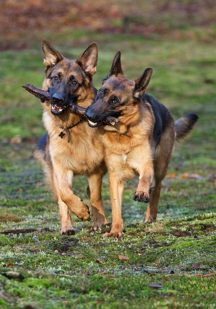 Schæferhund Soya - Soya og Santo billede 9