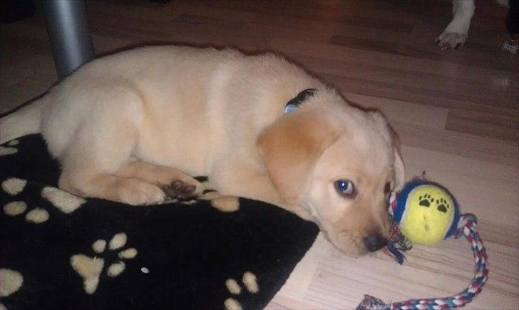 Labrador retriever Walde billede 6