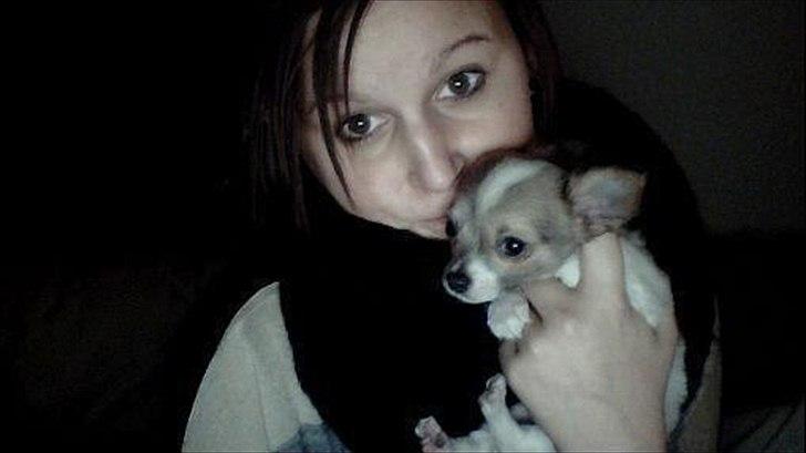 Chihuahua Tivi - love u <3. billede 3